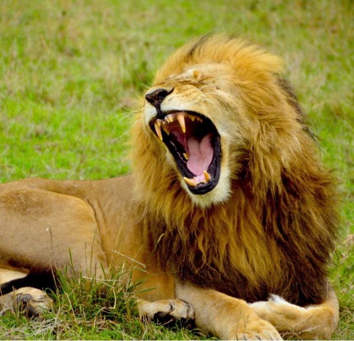 The Lion Sleeps Tonight