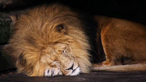 Male lion curled up, asleep